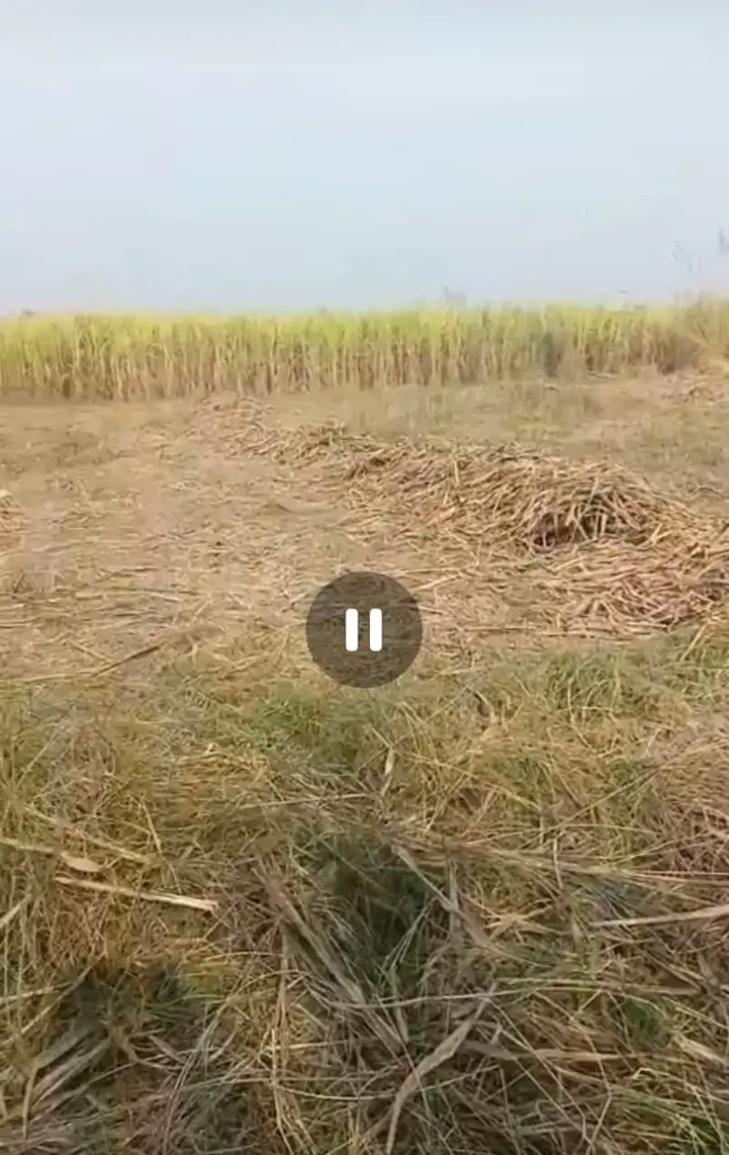 AGRICULTURE LAND AT 700 PER SQ YARD