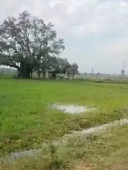 1000 Bigah Agriculture Land Sale in Najibabad Interior View - Polyhouse<br>Agriculture in Najibabad, Bijnor