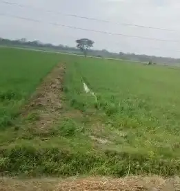 1000 Bigah Agriculture Land Sale in Najibabad Interior View - Polyhouse<br>Agriculture in Najibabad, Bijnor