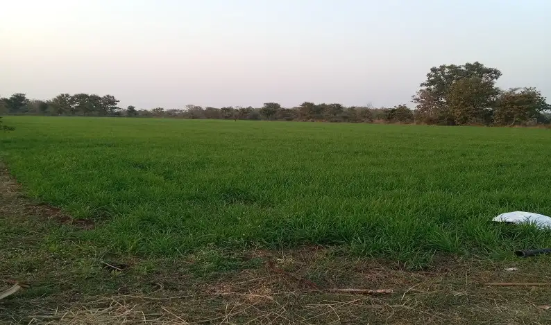 Buy 40 Bigha Farming Land in Rasna Rohta Road, Meerut  -  High Return Agriculture Property Deal