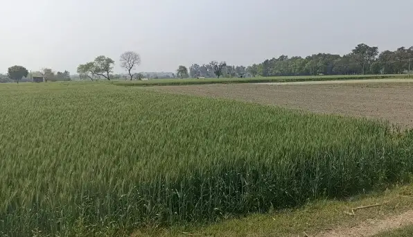 Buy 40 Bigha Farming Land in Rasna Rohta Road, Meerut  -  High Return Agriculture Property Deal Interior View - Polyhouse<br>Agriculture in  RASNA ROHTA ROAD MEERUT