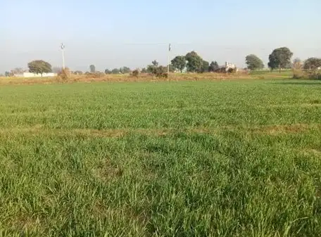 Buy 40 Bigha Farming Land in Rasna Rohta Road, Meerut  -  High Return Agriculture Property Deal Interior View - Polyhouse<br>Agriculture in  RASNA ROHTA ROAD MEERUT