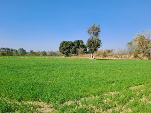 Buy 115 Bigha Agriculture Land on NH58 Near Daurala, Meerut  -  Highway Touch High Return Investment Deal Interior View - Polyhouse<br>Agriculture in NH 58, Daurala Meerut