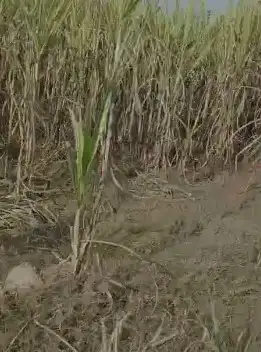 Prime 150 Bigha Farm Land Near Uttam Sugar Mill Najibabad | Mandaver Road, Bijnor Interior View - Polyhouse<br>Agriculture in Near Uttam Sugar Mill, Najibabad, Bijnor