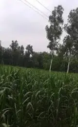 100 Bigha Agriculture Land for Sale on Sikri Road Near Tugalpur Kameda, Muzaffarnagar Sadar Tehsil Interior View - Polyhouse<br>Agriculture in Tugalpur Kameda, Sadar Tehsil Muzaffarnagar