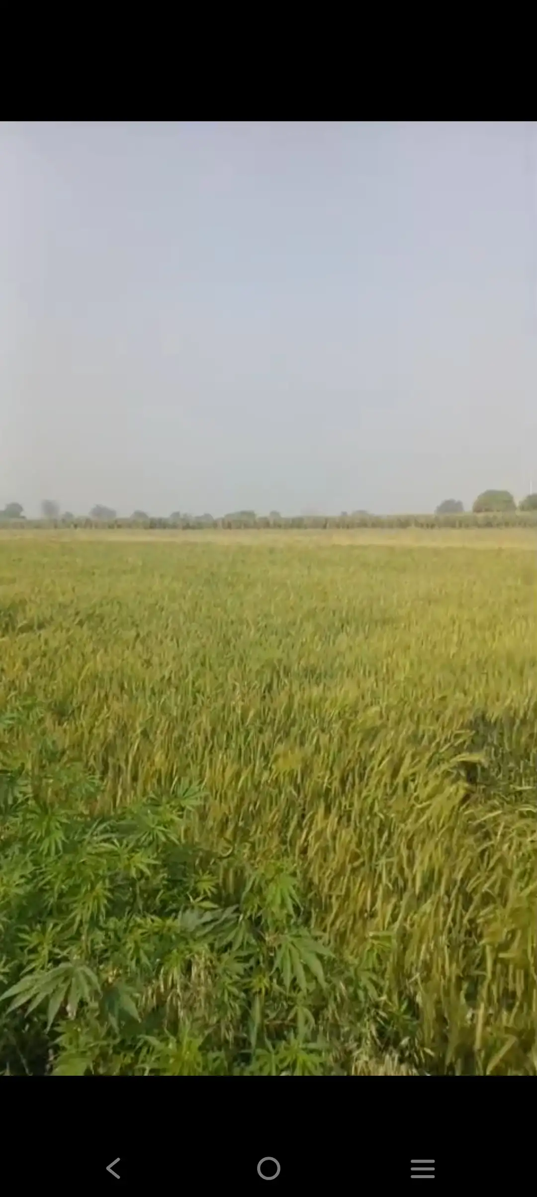 Prime Agricultural Land for Sale – Great Investment Opportunity! 🌿 Interior View - Polyhouse<br>Agriculture in Baghpat,Khatta