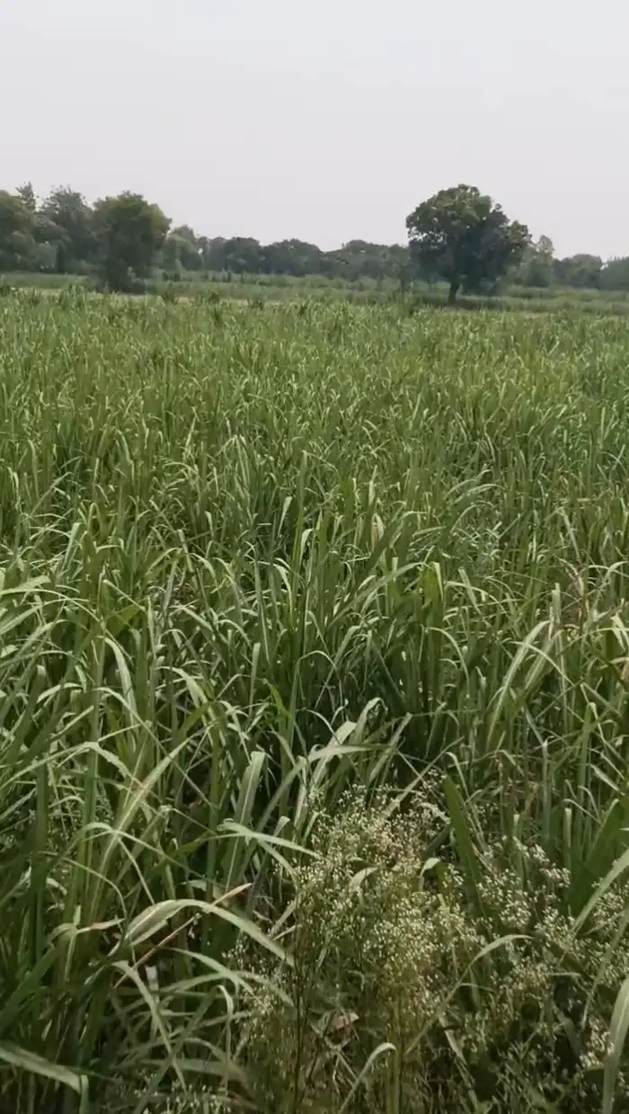 Best agriculture land in Baghpat Interior View - Polyhouse<br>Agriculture in Baghpat 