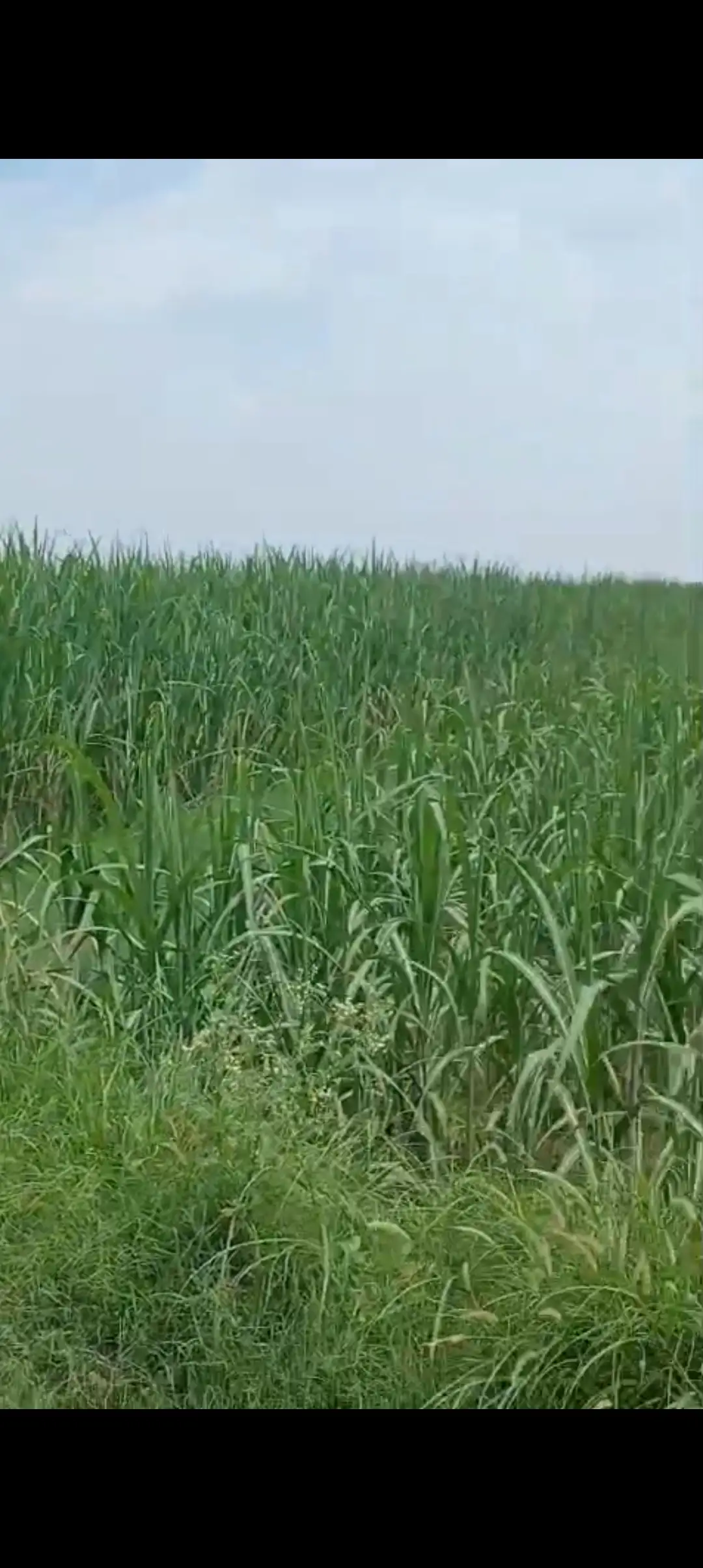 Polyhouse Land On Lease in Baghpat – Agricultural Land Available