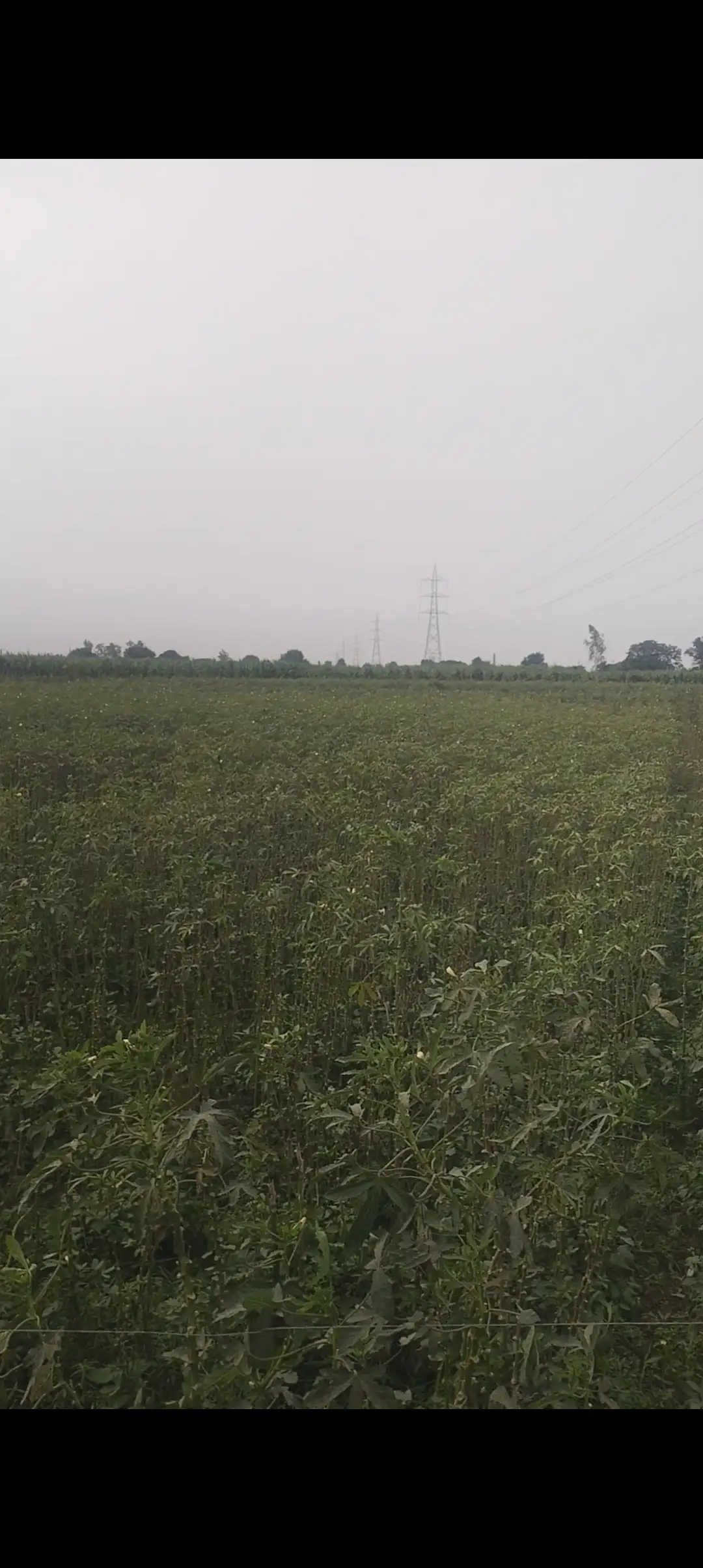 Agricultural Land for Polyhouse Farming on Lease in Baghpat